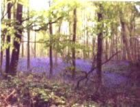 Bluebells